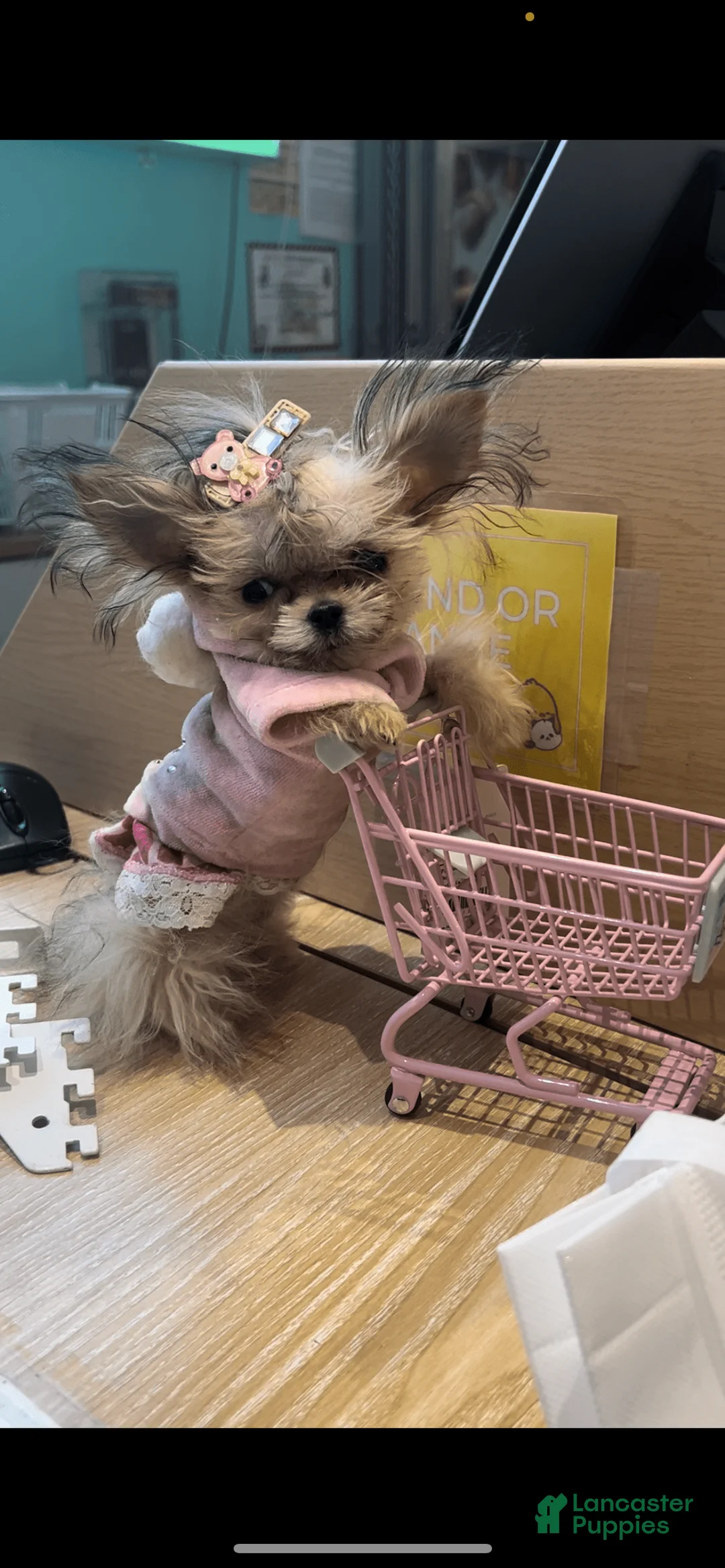 Gallery Image {{count}}