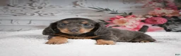 Miniature Dachshund dogs for sale: AKC-Gloria - Ad 10