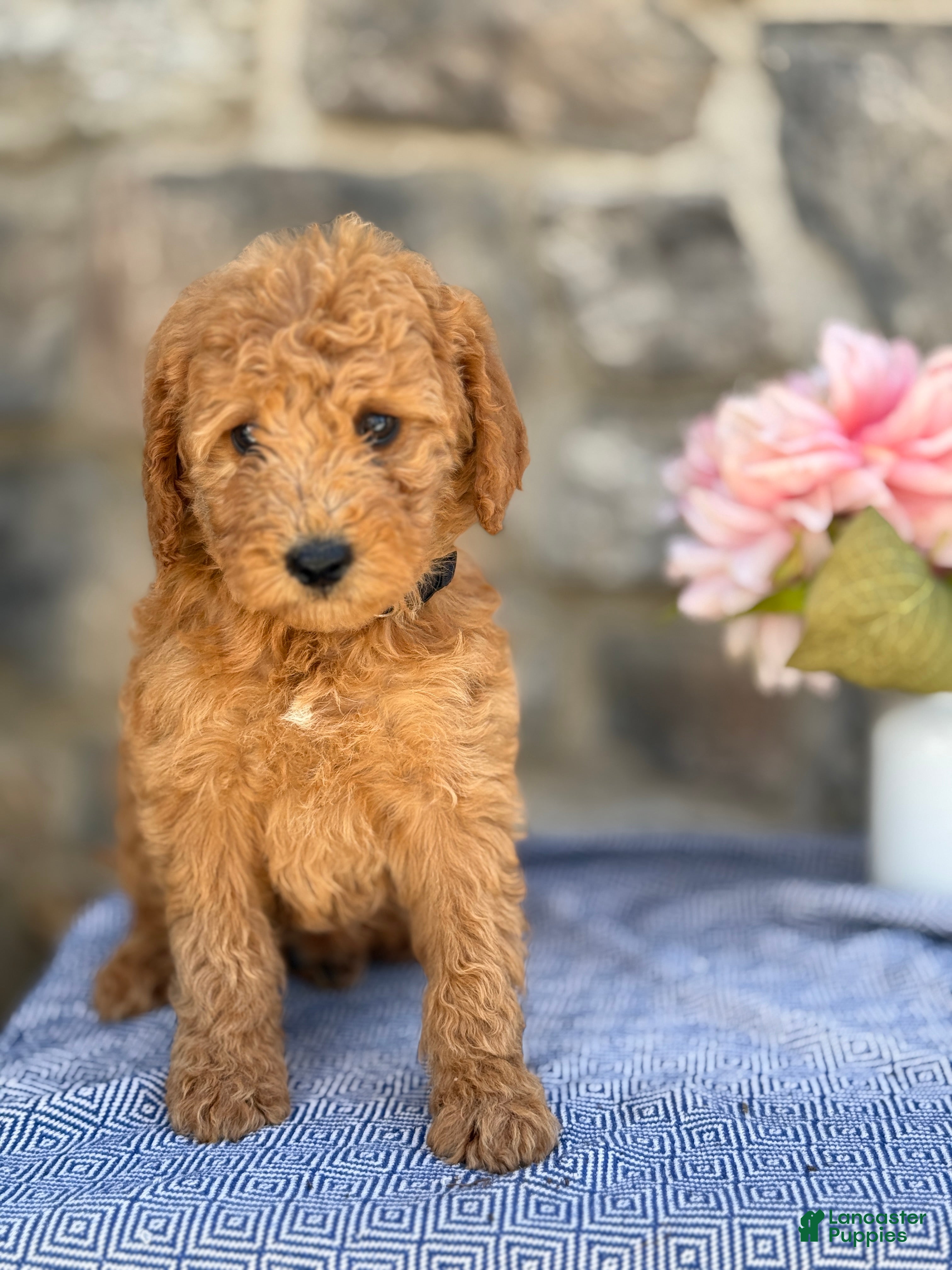 Goldendoodle dogs Mango - Ad 1