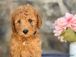 Goldendoodle dogs for sale: Mango - Ad 3