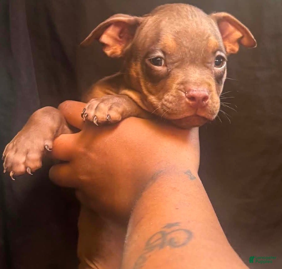 American Pit Bull Terrier dogs American Pit Bull Terrier 2 - Ad 15