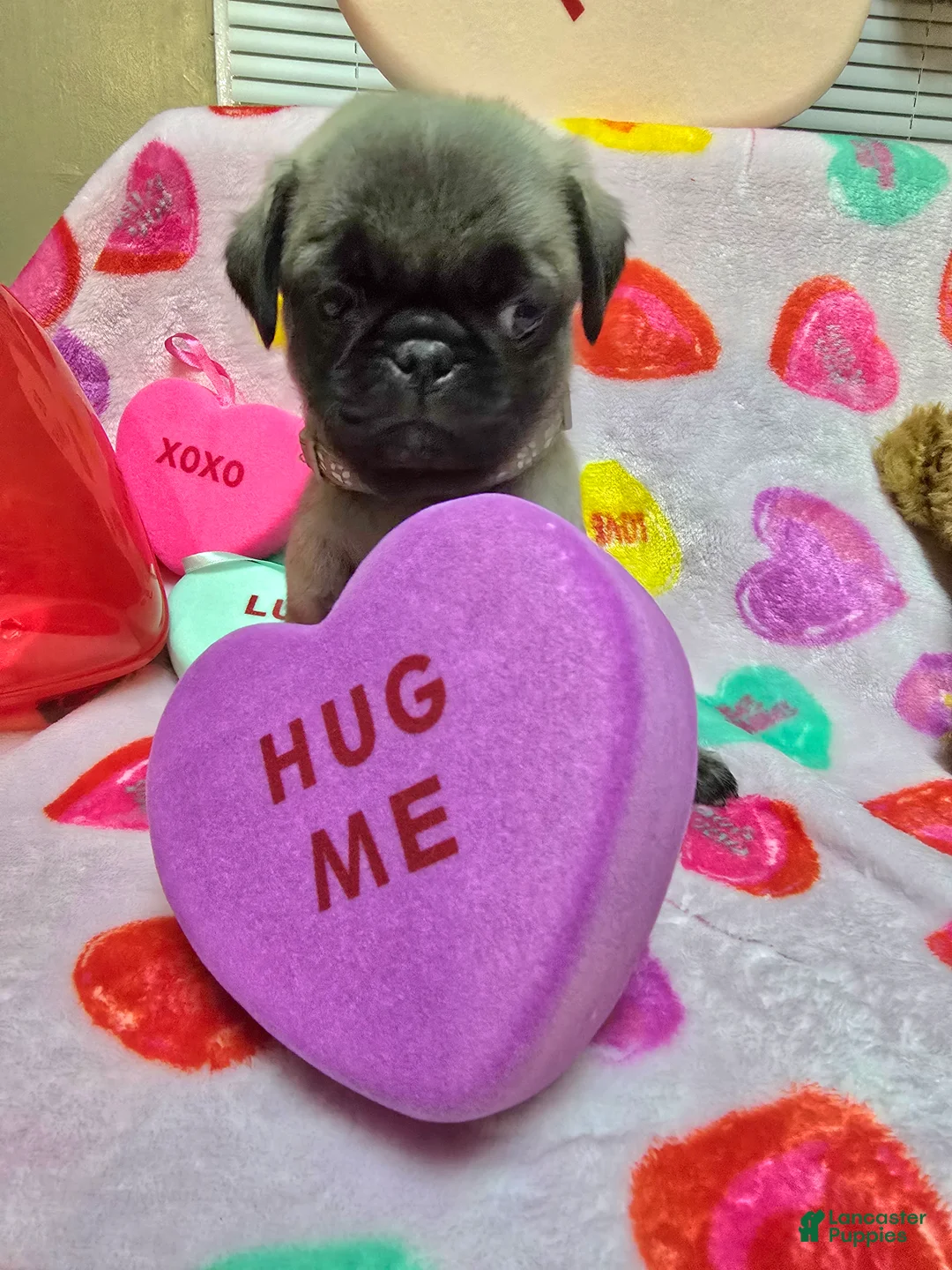 Pug dogs for sale: Maddie - Ad 5