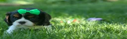 Cavalier King Charles Spaniel dogs for sale: Maxwell 🐾🐶 - Ad 15