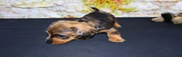 Miniature Dachshund dogs for sale: Horton - Ad 9