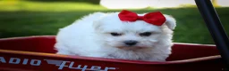Maltese dogs for sale: Mirella🎀 - Ad 5