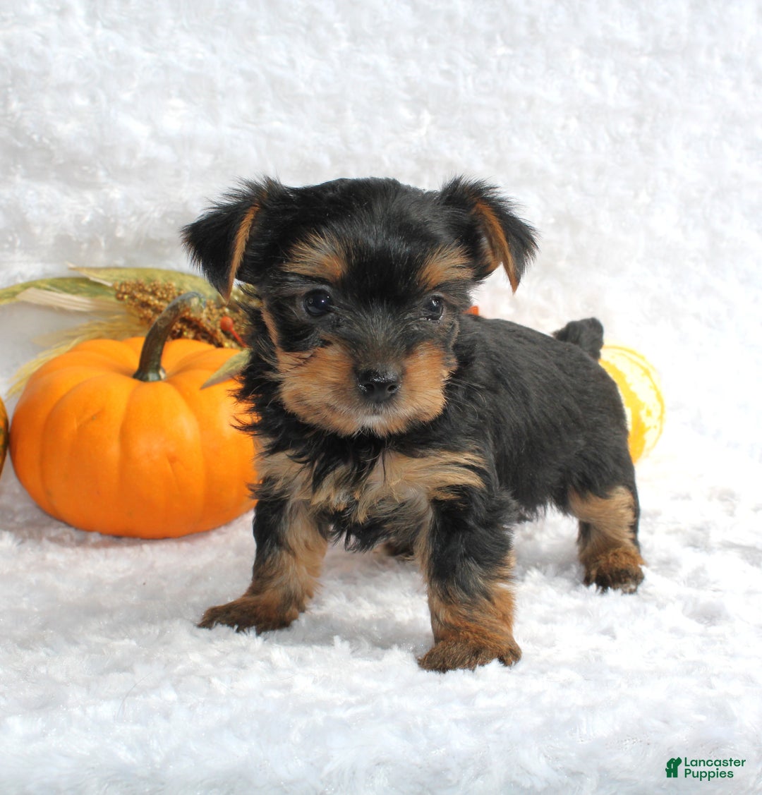 Yorkshire Terrier dogs for sale: Teeko - Ad 3