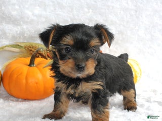 Yorkshire Terrier dogs Teeko - Ad 23