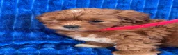 Shihpoo dogs for sale: RUBY - Ad 8