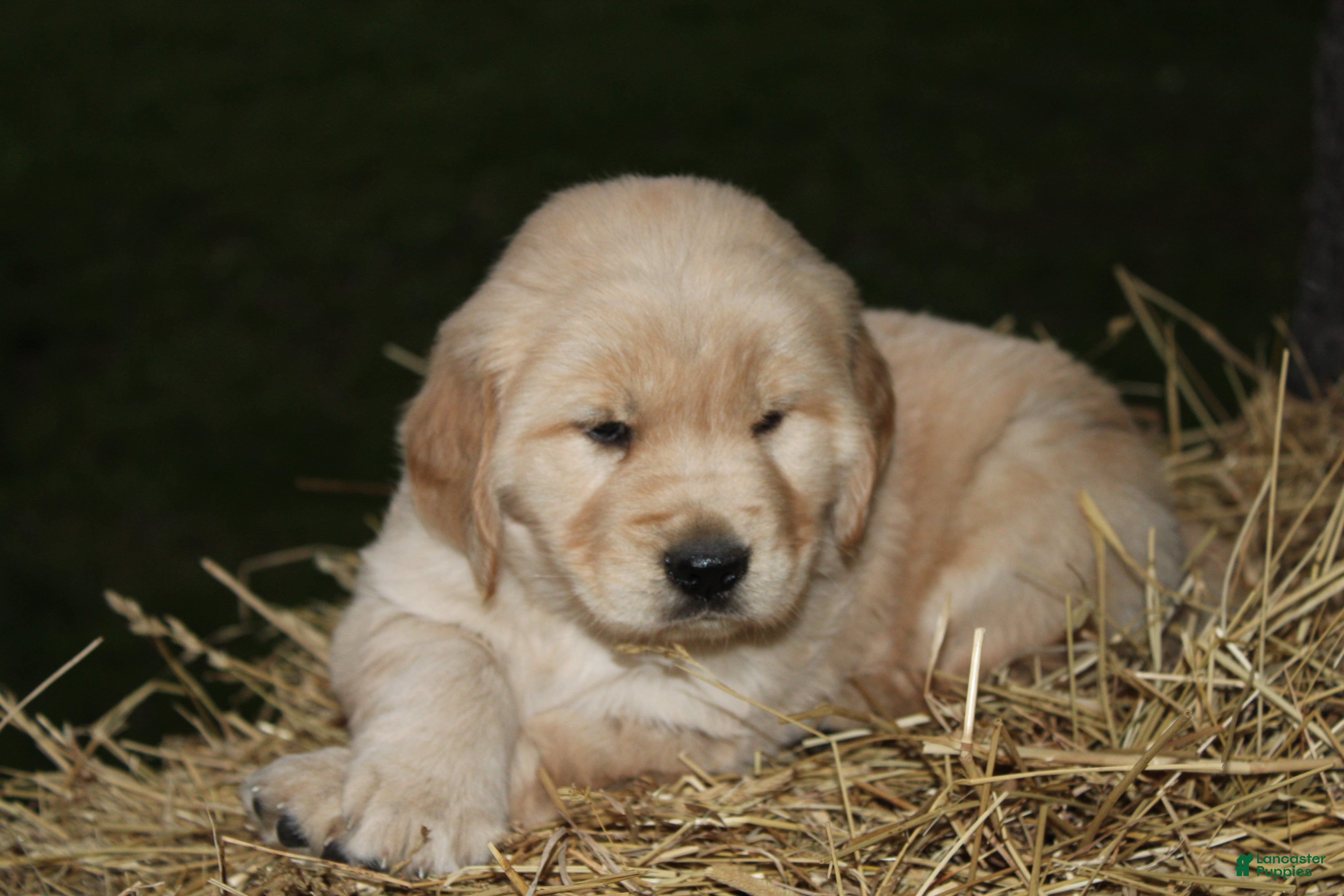 Golden Retriever dogs Gabby - Ad 1