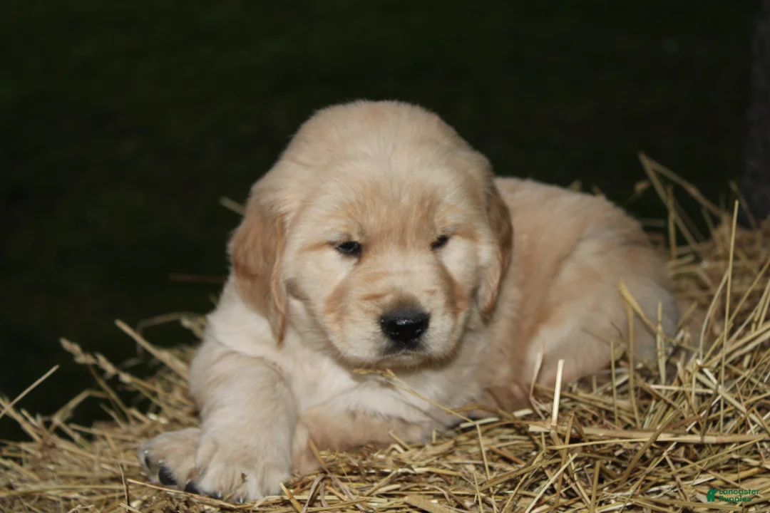 Golden Retriever dogs for sale: Gabby - Ad 2