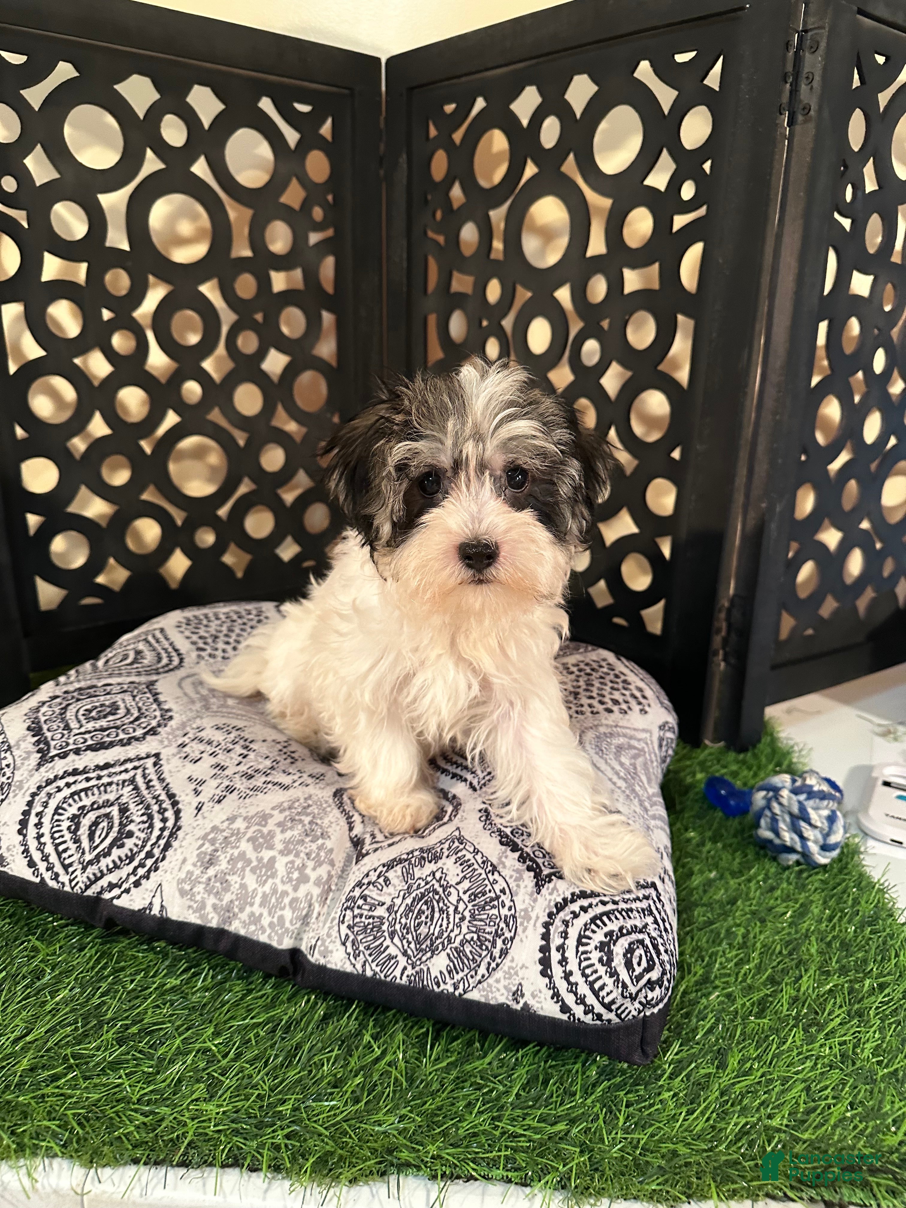 Havanese
