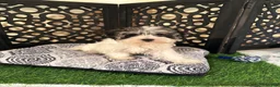 Havanese dogs for sale: Benji Adorable Male Havanese Puppies - Ad 1