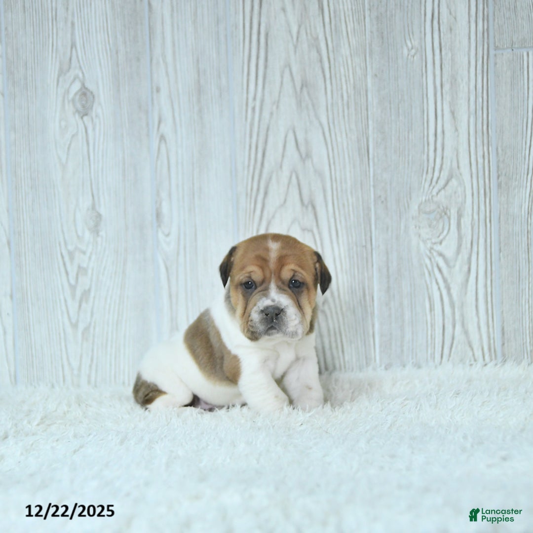 Mini Hippo dogs for sale: Gracie - Ad 4