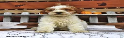 Goldendoodle dogs for sale: Lass   - Ad 4