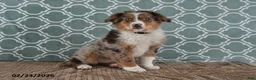 Australian Shepherd dogs for sale: Lance - Ad 3