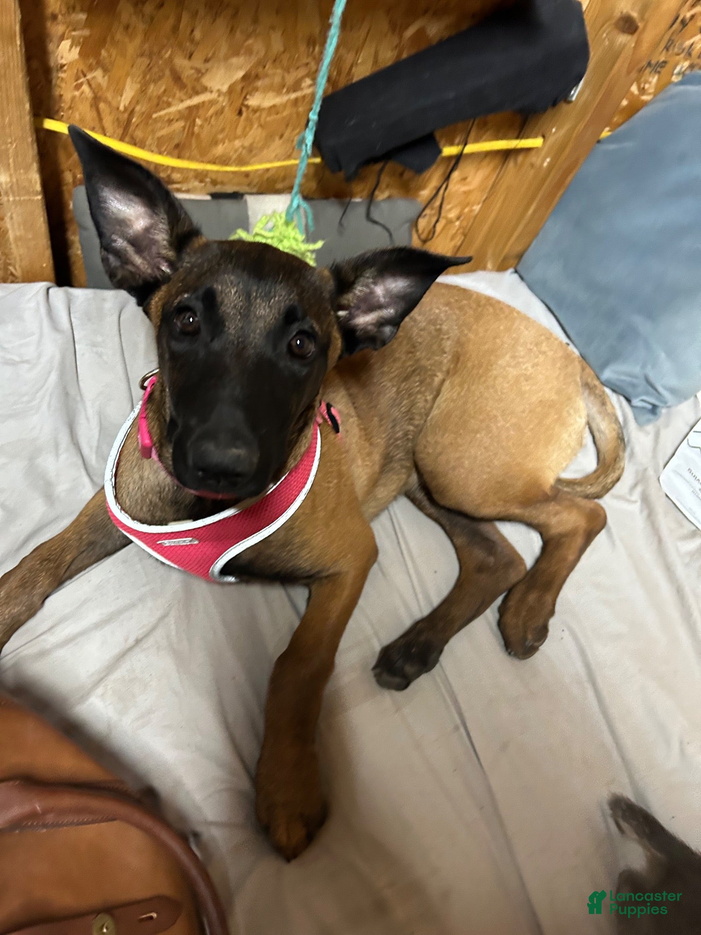 Belgian Malinois dogs Shadie - Ad 12