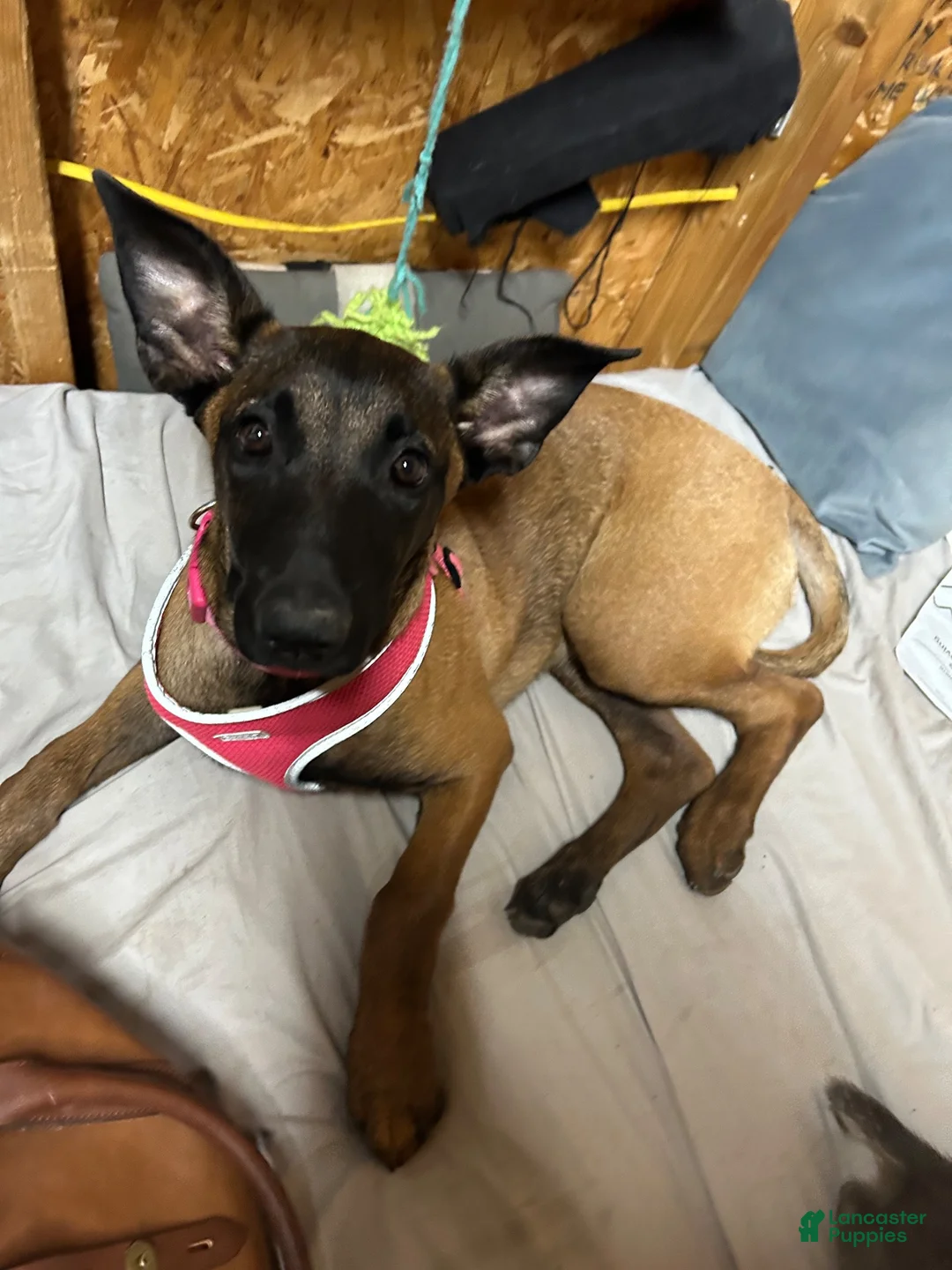 Belgian Malinois dogs for sale: Shadie - Ad 1