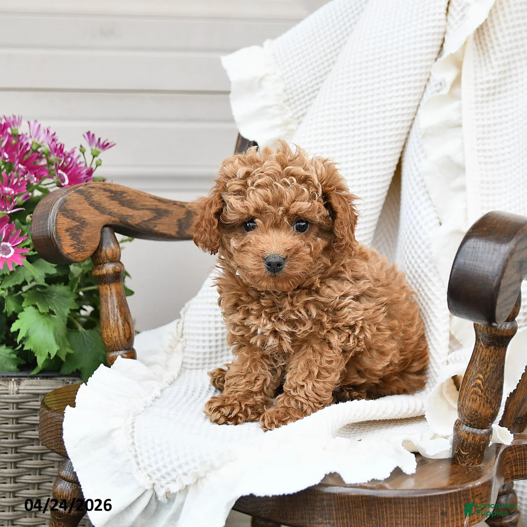 Miniature Poodle dogs for sale: Tori - Ad 3