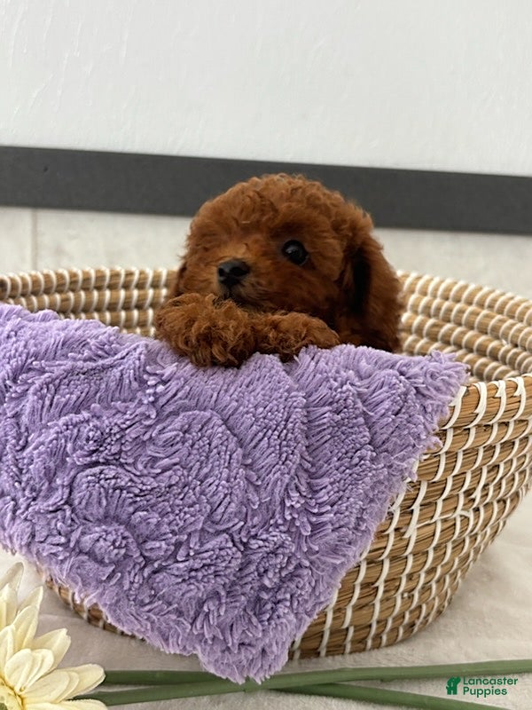 Toy Poodle dogs Layla - Ad 2