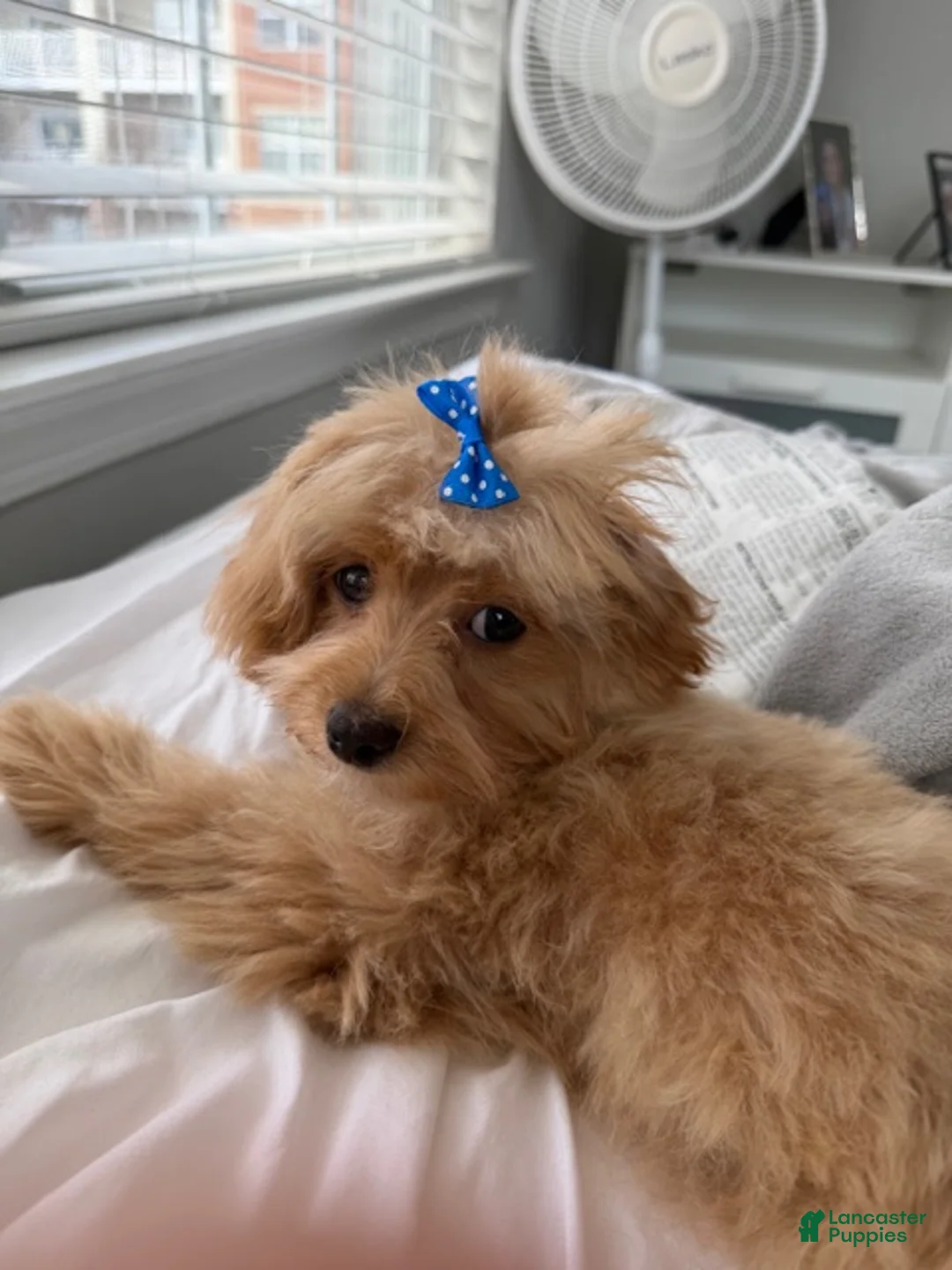 Maltipoo dogs for sale: Maltipoo Puppy 1 - Ad 2
