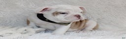 English Bulldog dogs for sale: Patrick - Ad 6