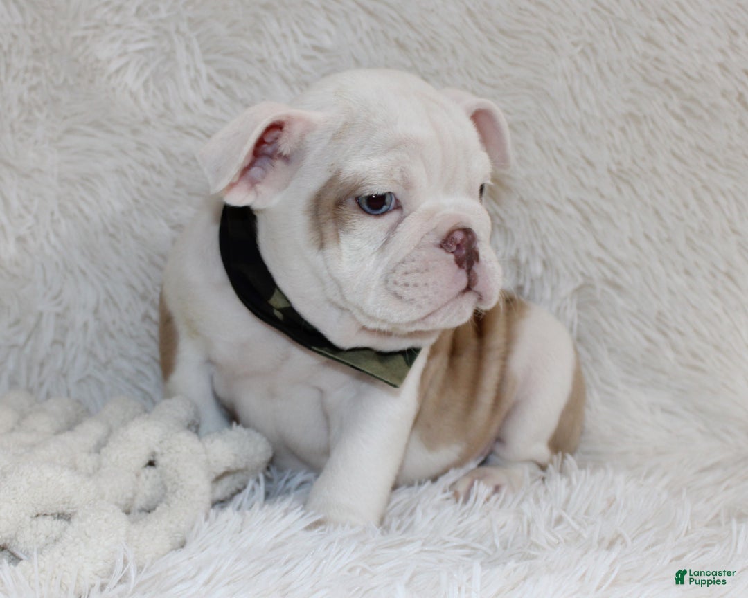 English Bulldog dogs for sale: Patrick - Ad 6