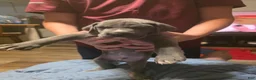 Great Dane dogs for sale: Star - Ad 10