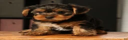 Yorkshire Terrier dogs for sale: Baxter - Ad 6