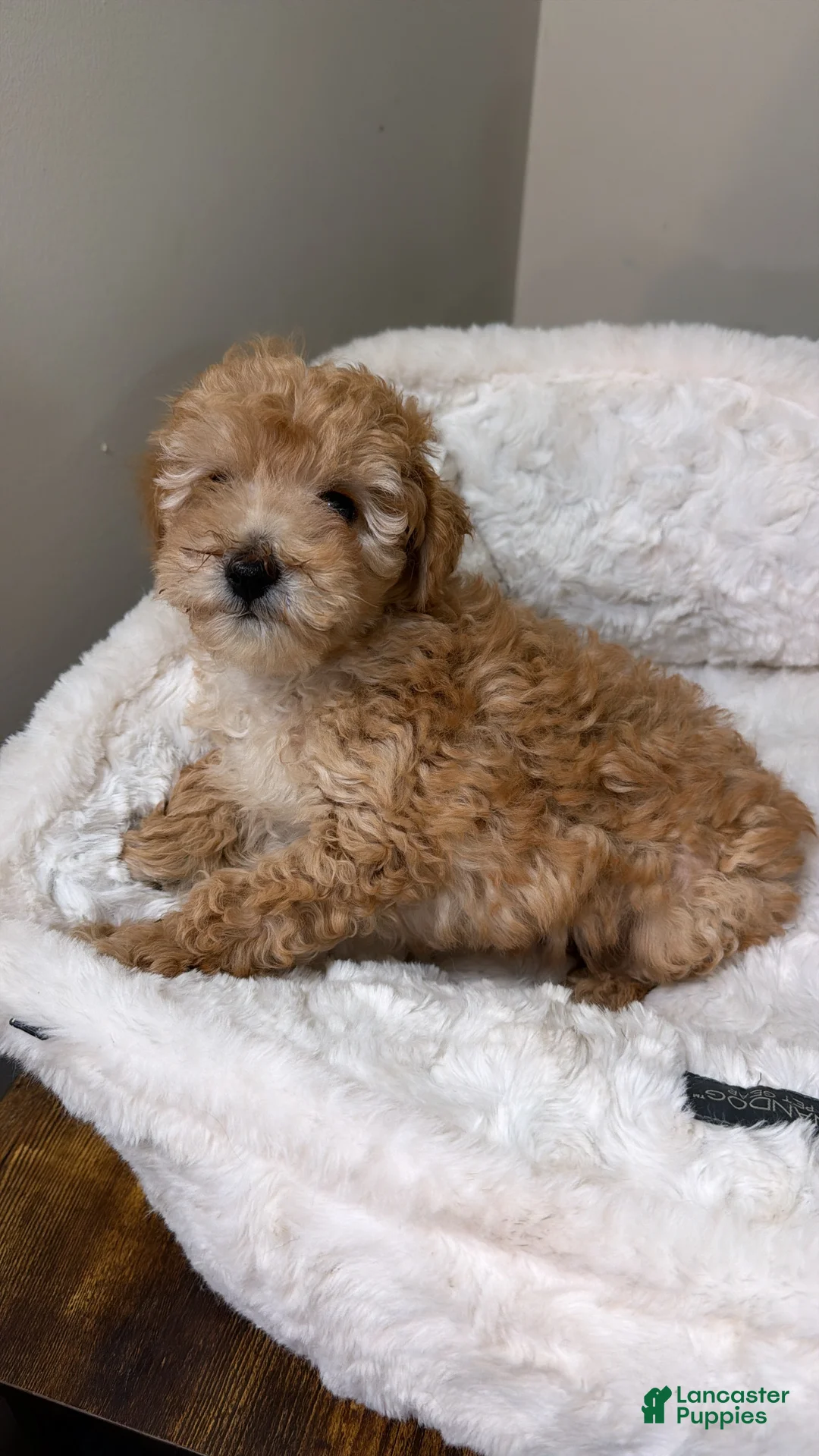Maltipoo dogs for sale: Milo - Ad 2