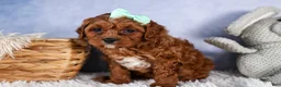 Cavapoo dogs for sale: GEORGE - Ad 13