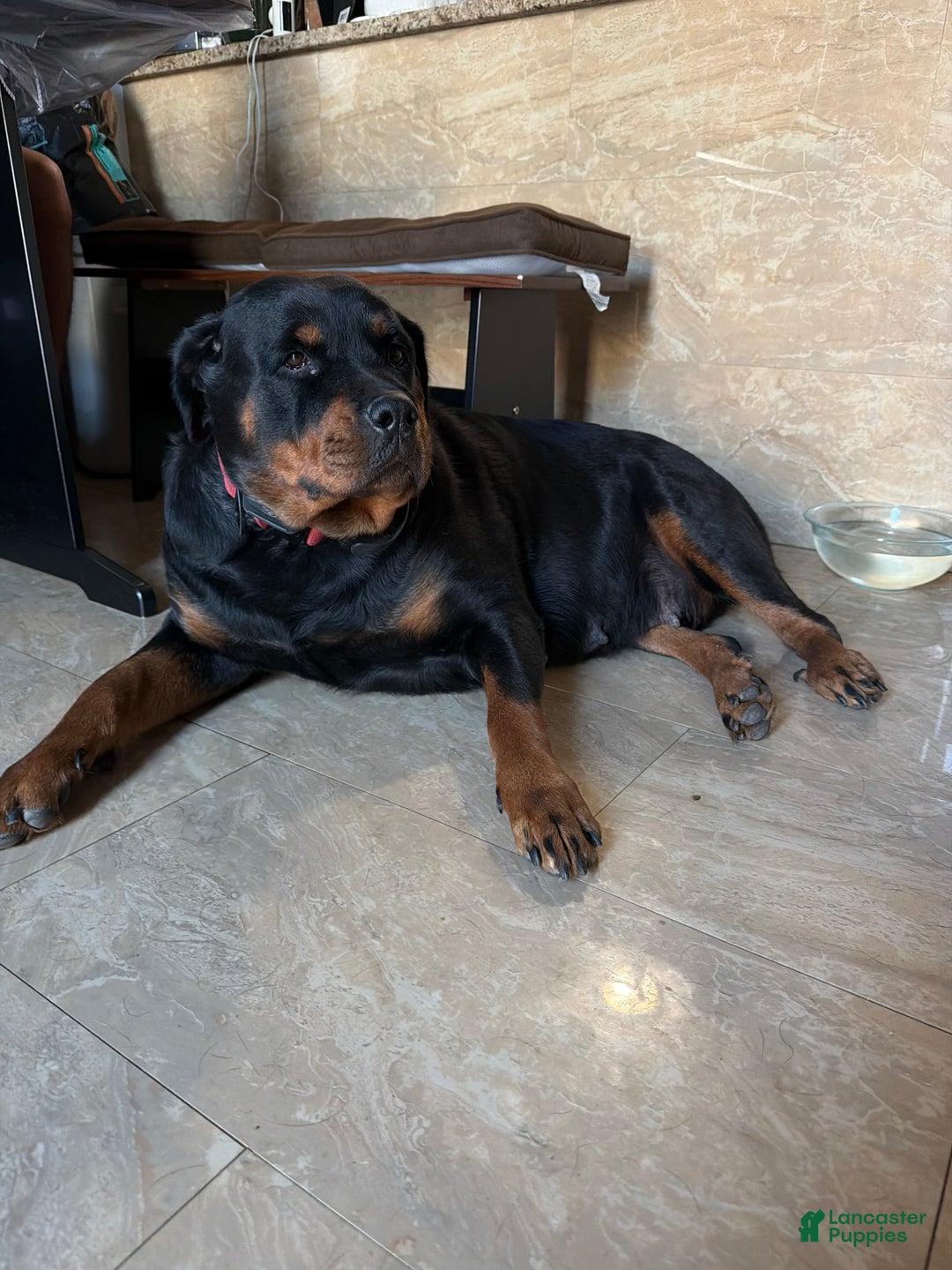 Rottweiler dogs for sale: Rottweiler Puppy 1 - Ad 5