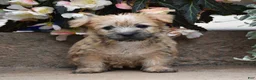 Cairn Terrier dogs for sale: Zaina - Ad 1