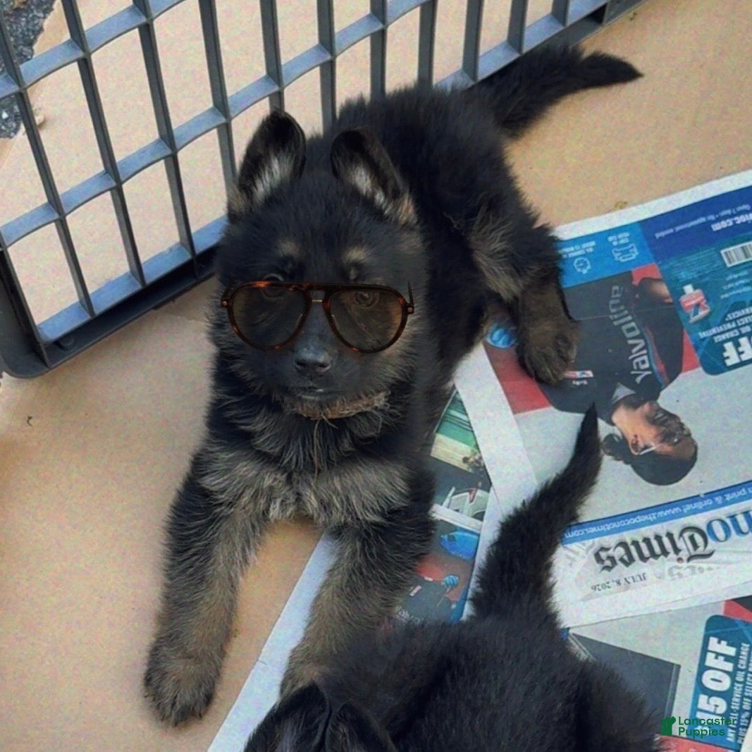 German Shepherd dogs UMI - Ad 2