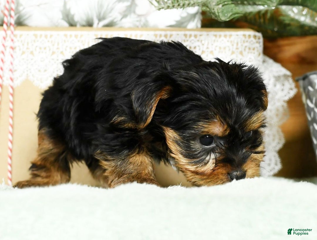 Yorkshire Terrier dogs for sale: Benny - Ad 8