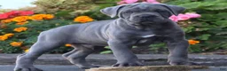 Cane Corso dogs for sale: Mr Bill - Ad 3