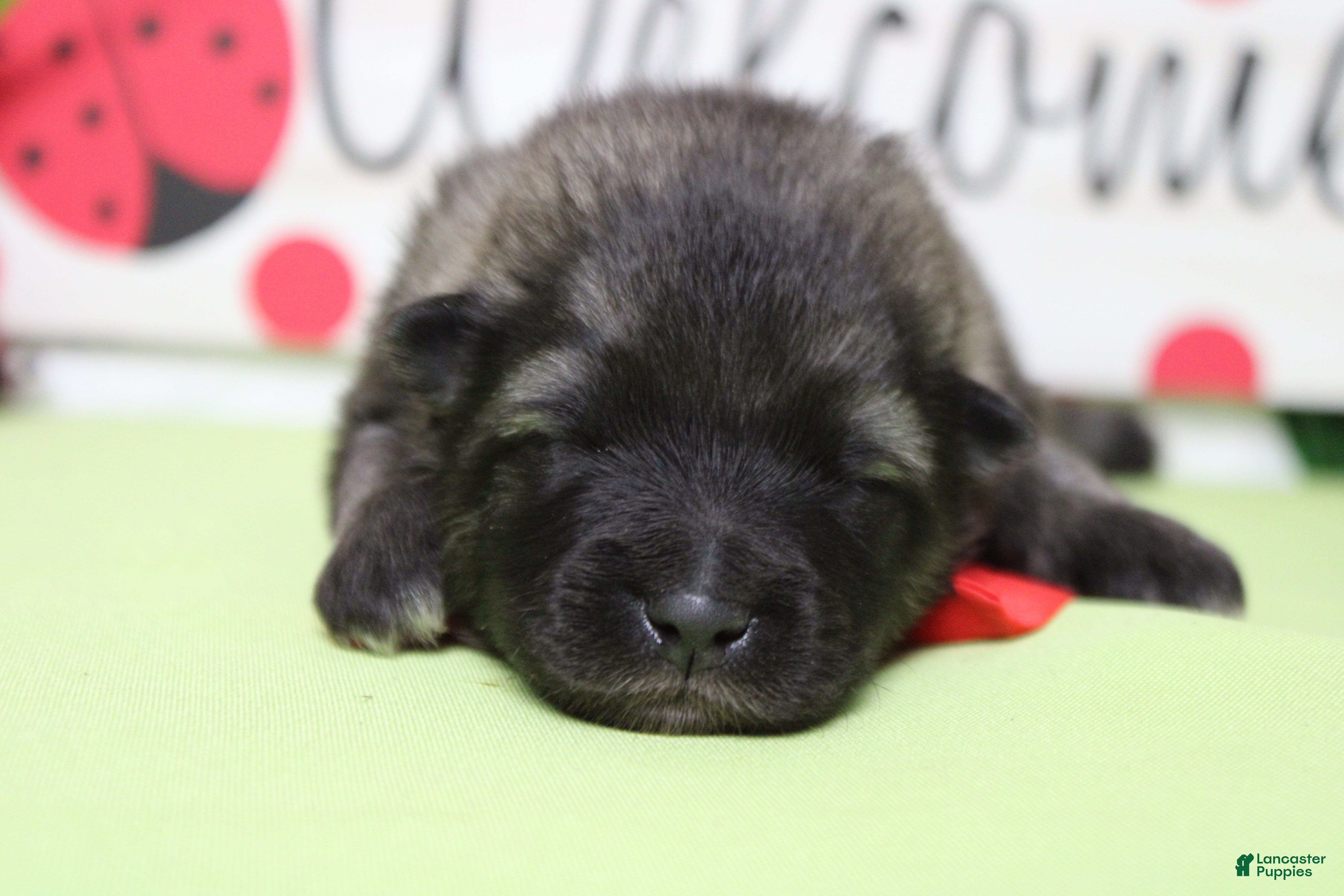 Keeshond dogs Abbott  - Ad 4