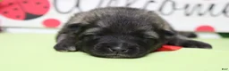 Keeshond dogs for sale: Abbott  - Ad 1