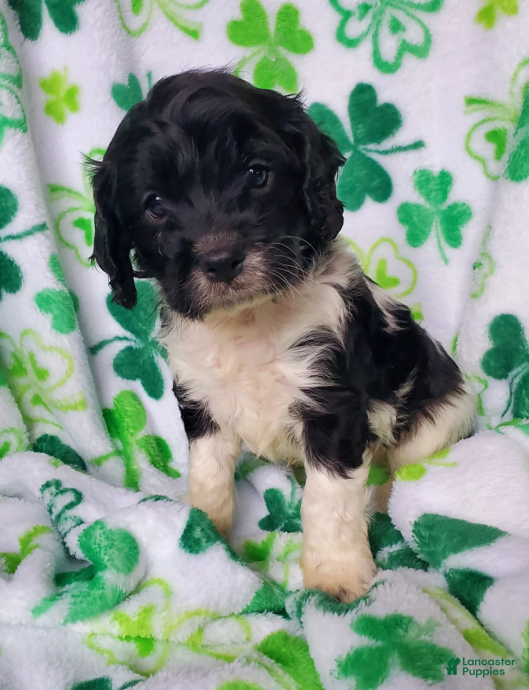 Cavapoo dogs for sale: Harry - Ad 1