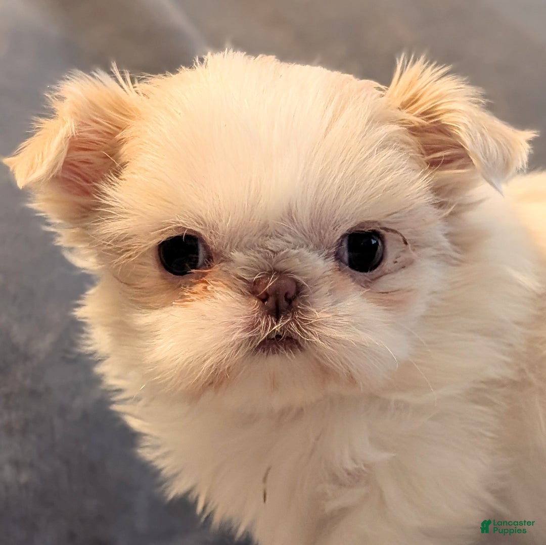 Shih Tzu dogs for sale: Hummingbird - Ad 11