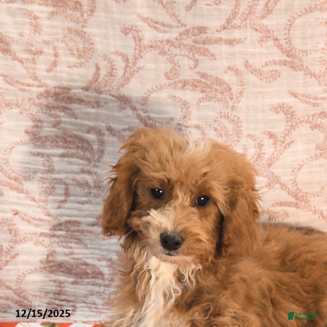 Cockapoo dogs for sale: Curtis - Ad 5