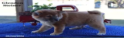 Shiba Inu dogs for sale: Ian - Ad 6