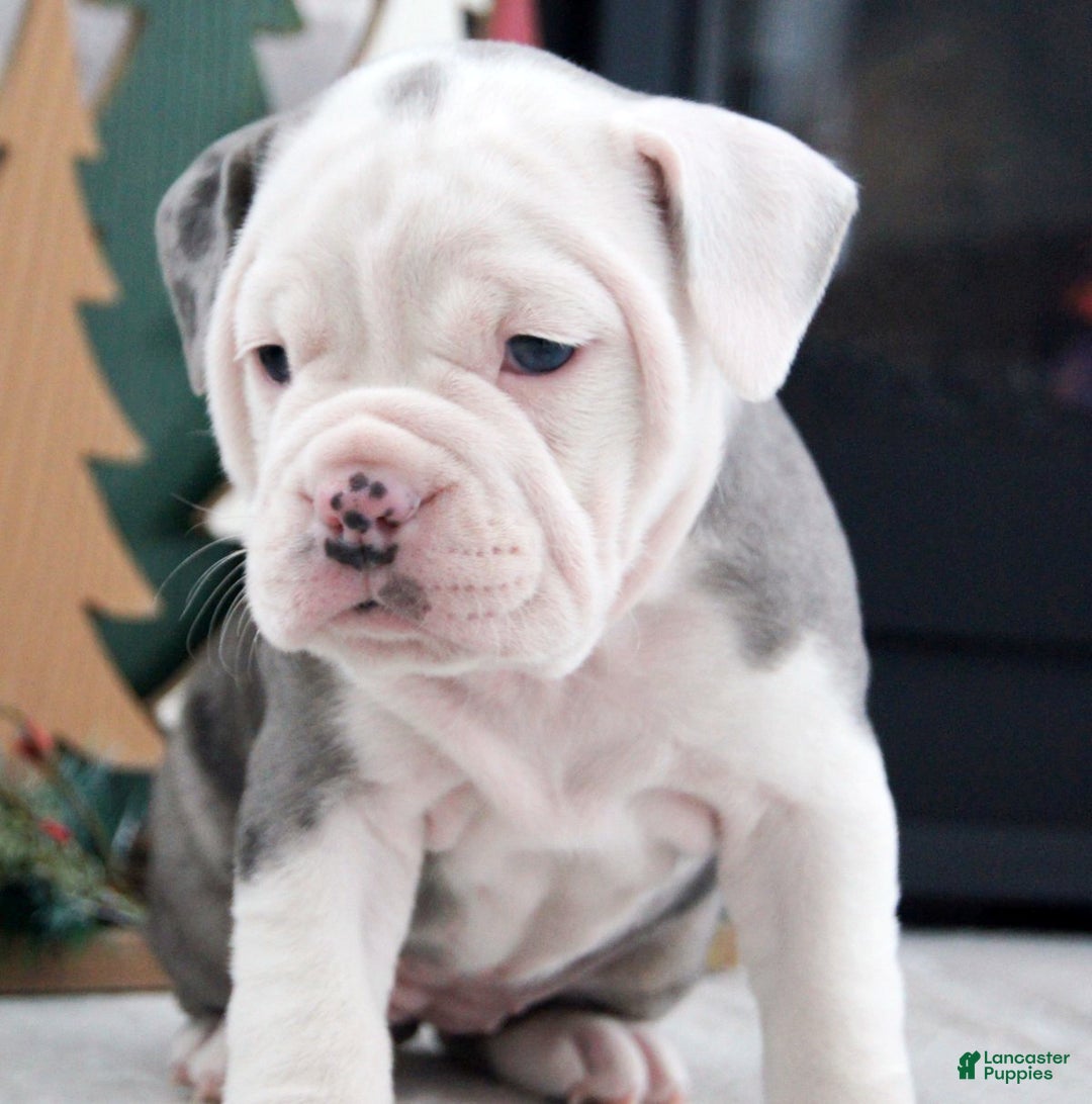 Olde English Bulldogge dogs for sale: Misty - Ad 1
