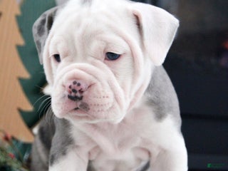 Olde English Bulldogge dogs Misty - Ad 3