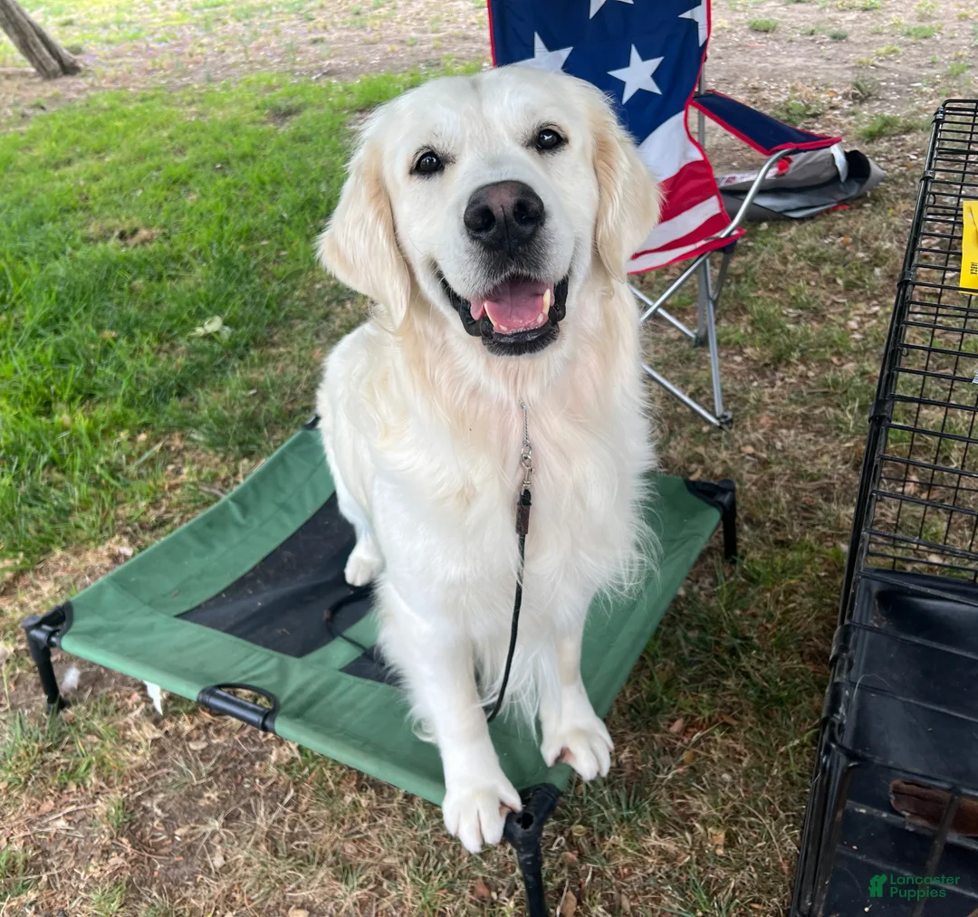 Golden Retriever dogs for stud: Golden retriever stud - Ad 6