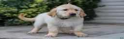 Golden Retriever dogs for sale: Arnette ACA Golden Retriever Pup - Ad 4
