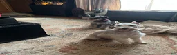 Miniature Schnauzer dogs for sale: Jojo - Ad 14