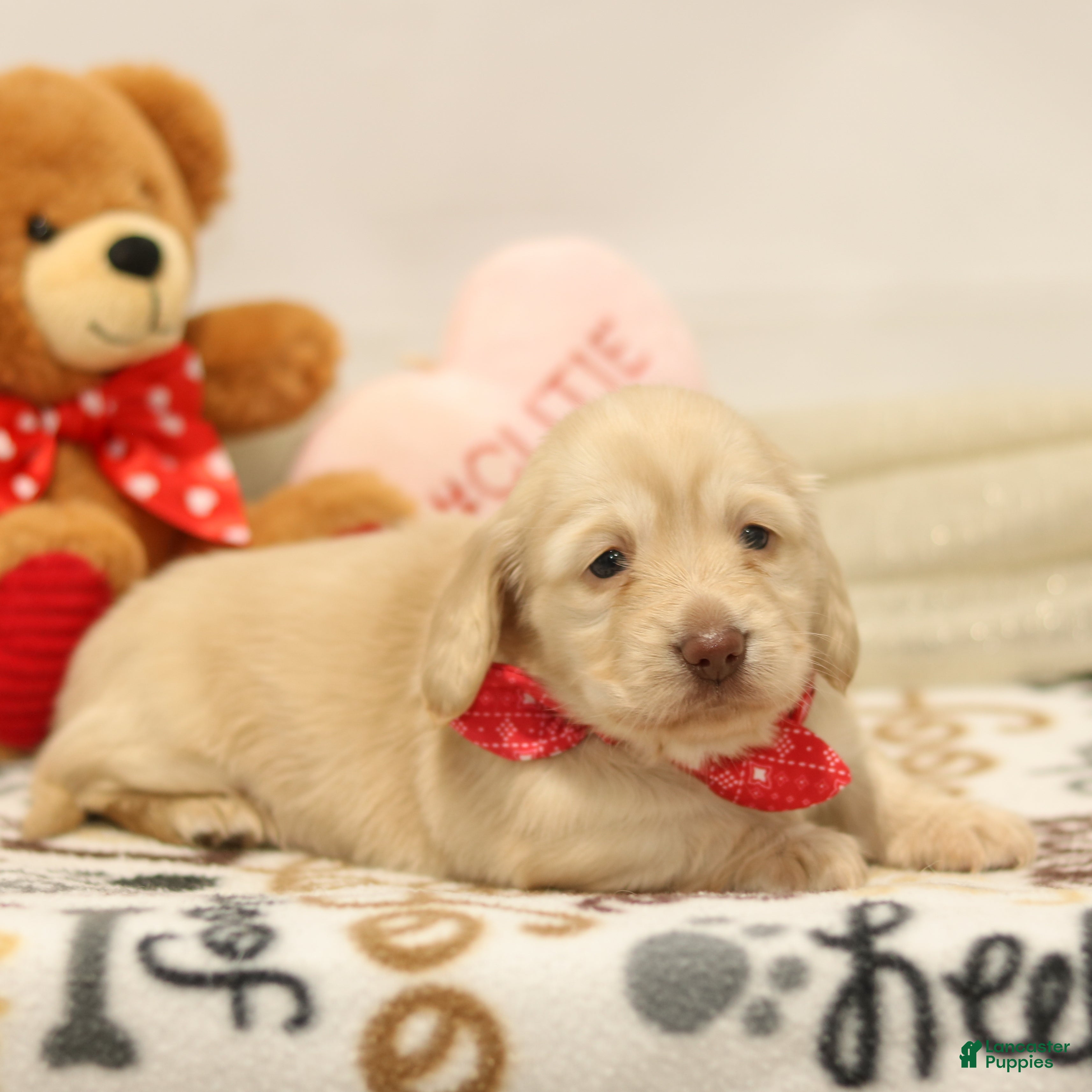 Miniature Dachshund dogs Becky - Ad 2