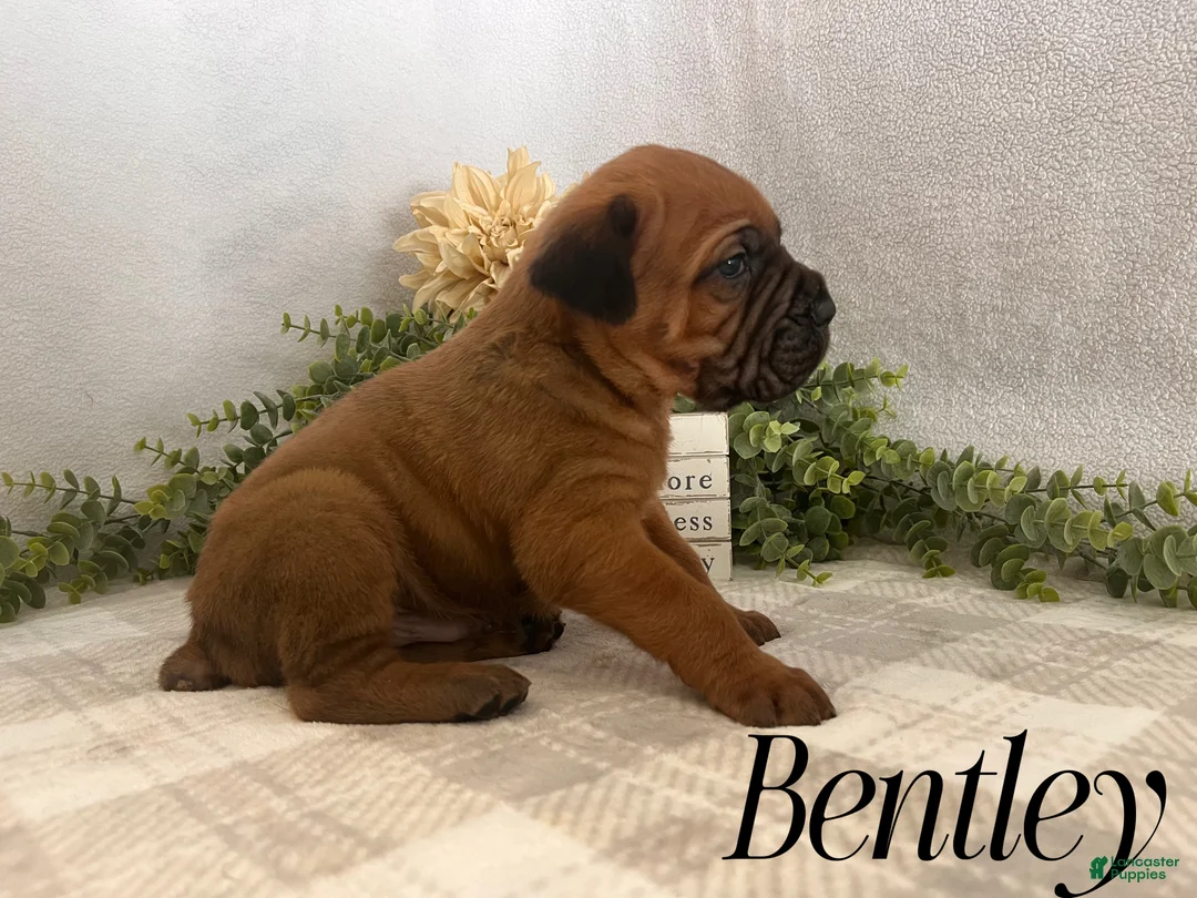 Cane Corso dogs for sale: Nikki - Ad 65