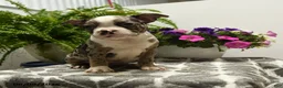 Boston Terrier dogs for sale: Norman - Ad 4