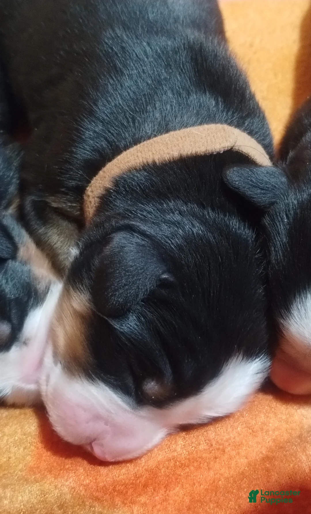 Bernese Mountain Dog dogs for sale: Bernese Mountain Dog 3 - Ad 2